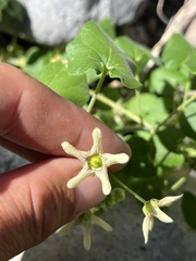 Polystemma cordifolium