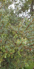 Acacia argyrophylla