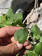 Polystemma cordifolium