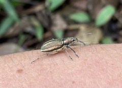 Entiminae