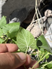 Polystemma cordifolium