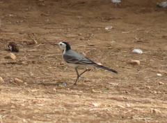 Motacilla alba alba