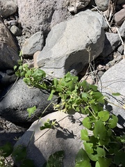 Polystemma cordifolium