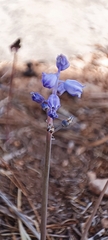 Muscari parviflorum