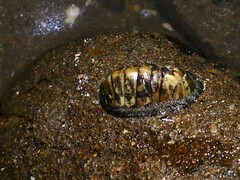 Chiton glaucus
