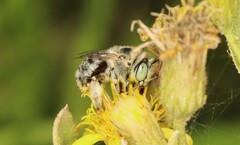 Anthophora bimaculata