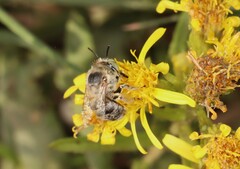 Anthophora bimaculata