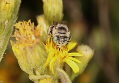 Anthophora bimaculata