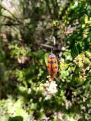 Astylus trifasciatus