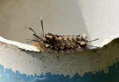 Lepidoptera