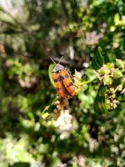 Astylus trifasciatus