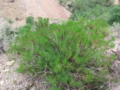 Dyscritothamnus filifolius