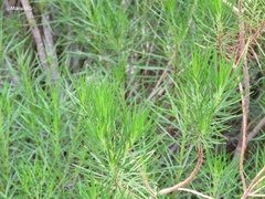 Dyscritothamnus filifolius