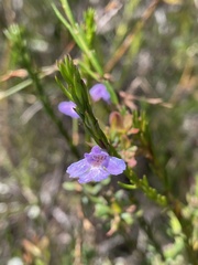 Hemigenia purpurea
