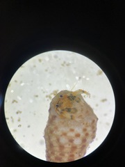 Clibanarius humilis