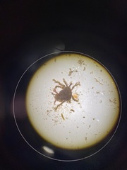 Menaethius monoceros