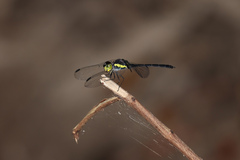 Agrionoptera longitudinalis biserialis