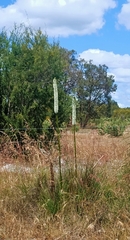 Xanthorrhoea brunonis