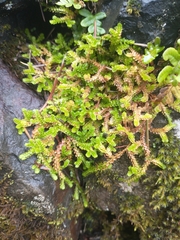 Selaginella douglasii