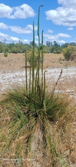 Xanthorrhoea brunonis