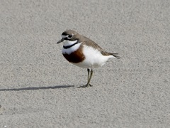 Charadrius bicinctus