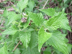 Tamaulipa azurea