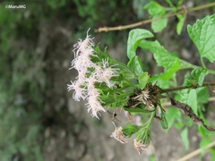 Tamaulipa azurea