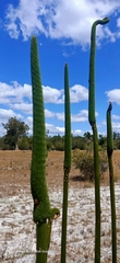 Xanthorrhoea brunonis