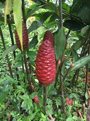 Zingiber spectabile