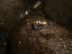 Chiton glaucus
