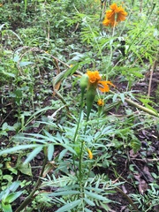 Tagetes erecta