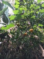 Citrus deliciosa