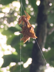 Micrathena