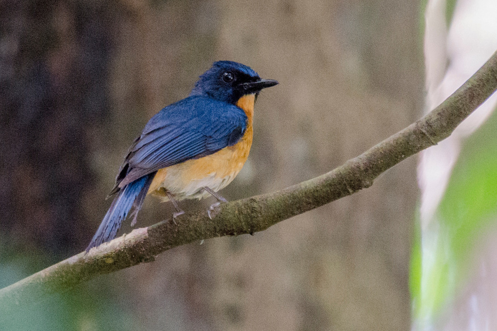 Mangrove Blue Flycatcher (Cyornis rufigastra) photo