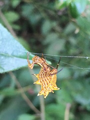 Micrathena