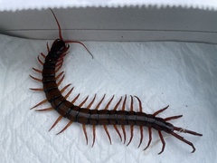 Scolopendra dehaani