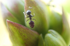 Crematogaster peringueyi