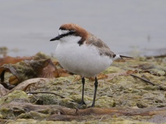 Charadrius ruficapillus