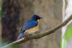 Cyornis rufigastra