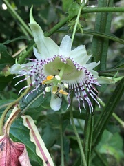 Passiflora adenopoda