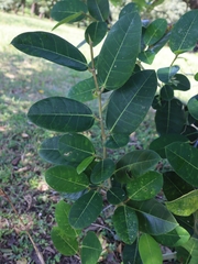 Ficus tinctoria