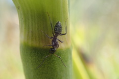 Camponotus niveosetosus