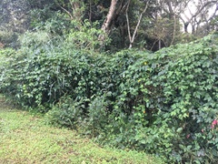 Passiflora adenopoda