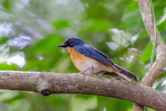 Cyornis rufigastra