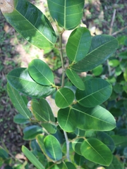 Ficus tinctoria