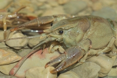 Austropotamobius pallipes