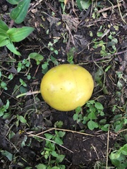 Passiflora adenopoda