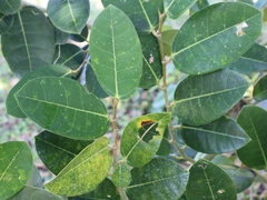 Ficus tinctoria