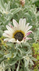 Arctotis stoechadifolia