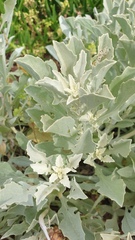 Arctotis stoechadifolia